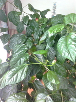 Продаю Китайскую розу - Изображение #3, Объявление #594192