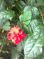 Продаю Китайскую розу - Изображение #1, Объявление #594192