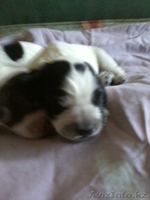 Продаю щенков русский спаниель. - Изображение #1, Объявление #573938