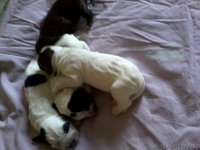 Продаю щенков русский спаниель. - Изображение #6, Объявление #573938