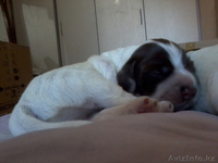 Продаю щенков русский спаниель. - Изображение #4, Объявление #573938