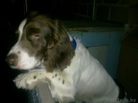 Продаю щенков русский спаниель. - Изображение #3, Объявление #573938