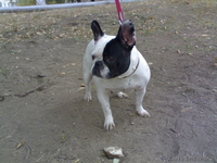 продам французского бульдога - Изображение #1, Объявление #630988