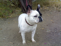 продам французского бульдога - Изображение #2, Объявление #630988