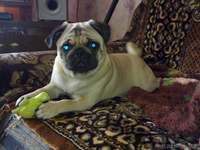 Продам щенка мопса - Изображение #1, Объявление #630984