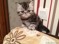 Продаю персидских и экзотических котят, Караганда - Изображение #2, Объявление #275898