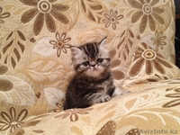 Продаю персидских и экзотических котят, Караганда - Изображение #3, Объявление #275898