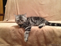 Продаю персидских и экзотических котят, Караганда - Изображение #1, Объявление #275898