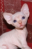 Котята канадского сфинкса ДОСТАВКА - Изображение #2, Объявление #688405