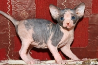 Котята канадского сфинкса ДОСТАВКА - Изображение #1, Объявление #688405