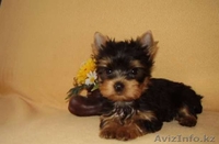 ЙОРКширский терьер щенки МИНИ - Изображение #2, Объявление #714169