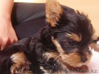 ЙОРКширский терьер щенки МИНИ - Изображение #3, Объявление #714169