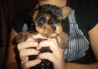 ЙОРКширский терьер щенки МИНИ - Изображение #5, Объявление #714169