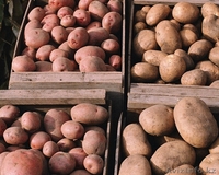 КАРТОФЕЛЬ СВЕЖИЙ 2012г. - Изображение #2, Объявление #726071