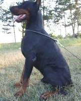 Щенки добермана - Изображение #4, Объявление #714166