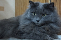 Кот в хорошие руки - Изображение #1, Объявление #717288