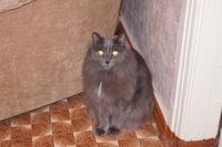 Кот в хорошие руки - Изображение #2, Объявление #717288