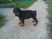 Щенки добермана - Изображение #1, Объявление #714166