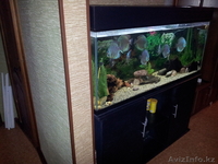 Продам аквариум 450лит. + тумба - Изображение #2, Объявление #756358