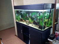 Продам аквариум 450лит. + тумба - Изображение #1, Объявление #756358