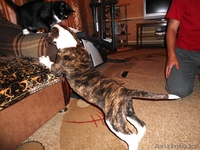  американский бульдог - Изображение #2, Объявление #754716