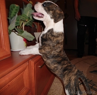  американский бульдог - Изображение #1, Объявление #754716