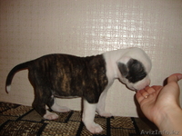 Продаю щенков америкаского бульдога - Изображение #1, Объявление #749963