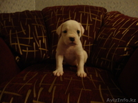 Продаю щенков америкаского бульдога - Изображение #3, Объявление #749963