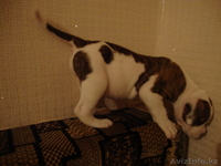 Продаю щенков америкаского бульдога - Изображение #4, Объявление #749963