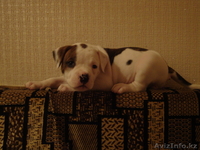 Продаю щенков америкаского бульдога - Изображение #5, Объявление #749963
