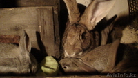 Кролики живьем и мясом. - Изображение #2, Объявление #773857