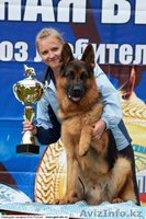 Щенки немецкой овчарки из питомника "BOIKII STRAG" - Изображение #4, Объявление #817134