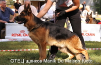 Щенки немецкой овчарки из питомника "BOIKII STRAG" - Изображение #3, Объявление #817134