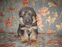 Щенки немецкой овчарки из питомника "BOIKII STRAG" - Изображение #7, Объявление #817134