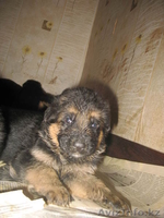 Щенки немецкой овчарки из питомника "BOIKII STRAG" - Изображение #6, Объявление #817134