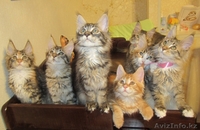 Продаются Котята мейн кун Астана - Изображение #1, Объявление #841836