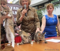 Продаются Котята мейн кун Астана - Изображение #6, Объявление #841836