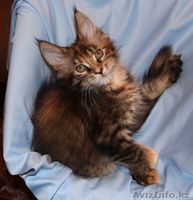 Продаются Котята мейн кун Астана - Изображение #3, Объявление #841836