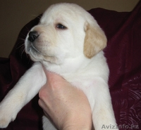 Щенки Лабрадора от чемпионской пары - Изображение #1, Объявление #863639