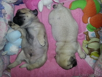 растения животные птици - Изображение #2, Объявление #884502