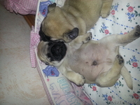 растения животные птици - Изображение #1, Объявление #884502