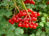 Продаю саженцы пионов (бордовые) и калины (лекарственная) - Изображение #2, Объявление #875087