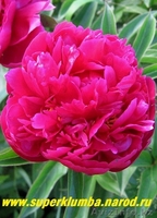 Продаю саженцы пионов (бордовые) и калины (лекарственная) - Изображение #1, Объявление #875087