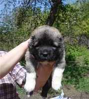 Кавказская овчарка (щенки) - Изображение #1, Объявление #900608