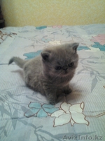 Продаю очаровательную персидскую девочку голубого окраса,малышке 1,5 месяца - Изображение #3, Объявление #901503