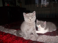 замечательный котенок хочет стать членом вашей семьи) - Изображение #3, Объявление #905930