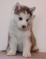 Перспективные щенки - Изображение #2, Объявление #934869