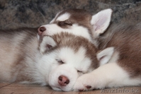 Перспективные щенки - Изображение #1, Объявление #934869