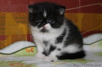 Продам котят экзотов  - Изображение #3, Объявление #948540