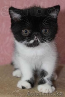 Продам котят экзотов  - Изображение #2, Объявление #948540